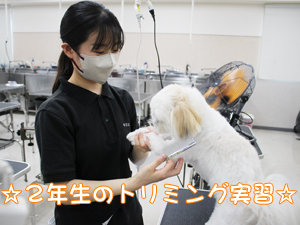 お客様の愛犬をトリミング♪